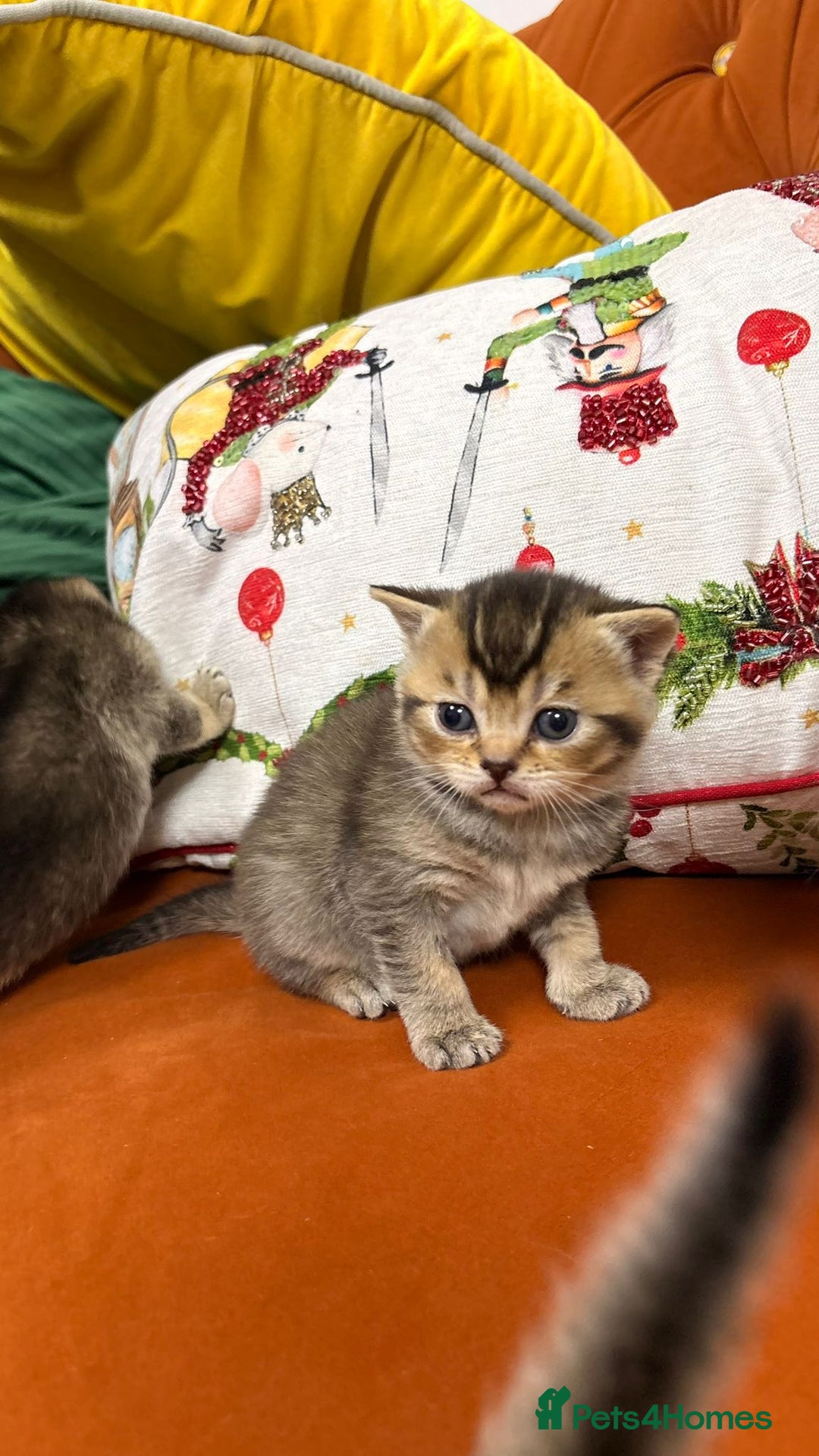 British Shorthair cats for sale: British shorthairs and Scottish straights - Advert 24