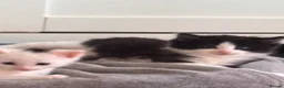Mixed Breed cats for sale: 4 bouncy, happy kittens - Advert 32