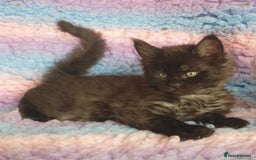 Maine Coon cats for sale: Stunning litter of Maine Coons - ready now! - Image 1