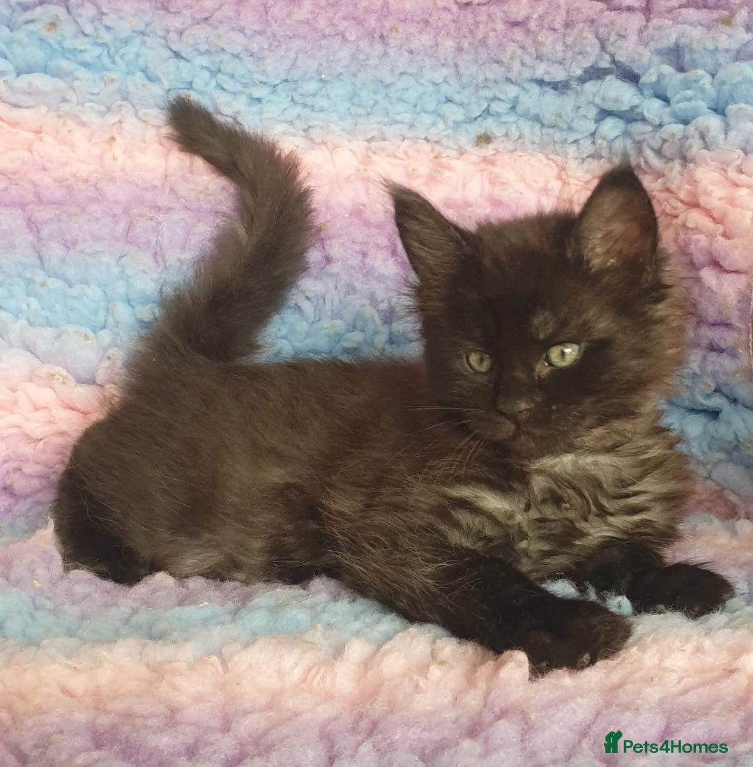 Maine Coon cats for sale: Stunning litter of Maine Coons - ready now! - Image 1