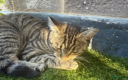 British Longhair cats for sale: Rocky 10 month old kitten - Image 3