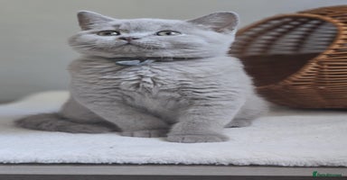 British Shorthair cats - Advert 5