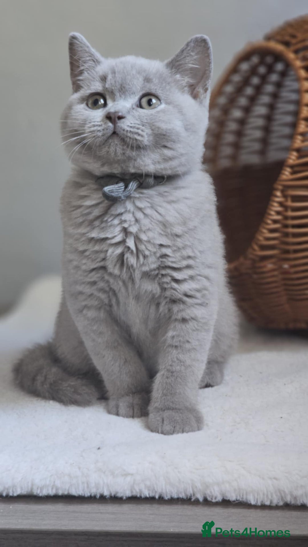 British Shorthair cats for sale: LAST GCCF British Shorthair Kittens Champion - Image 7