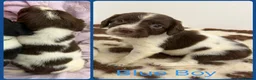English Springer Spaniel dogs for sale: KC Registered English Springer Spaniel Pups - Advert 5