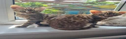 Bengal cats for sale: Stunning snow and brown bengal kittens - Advert 1