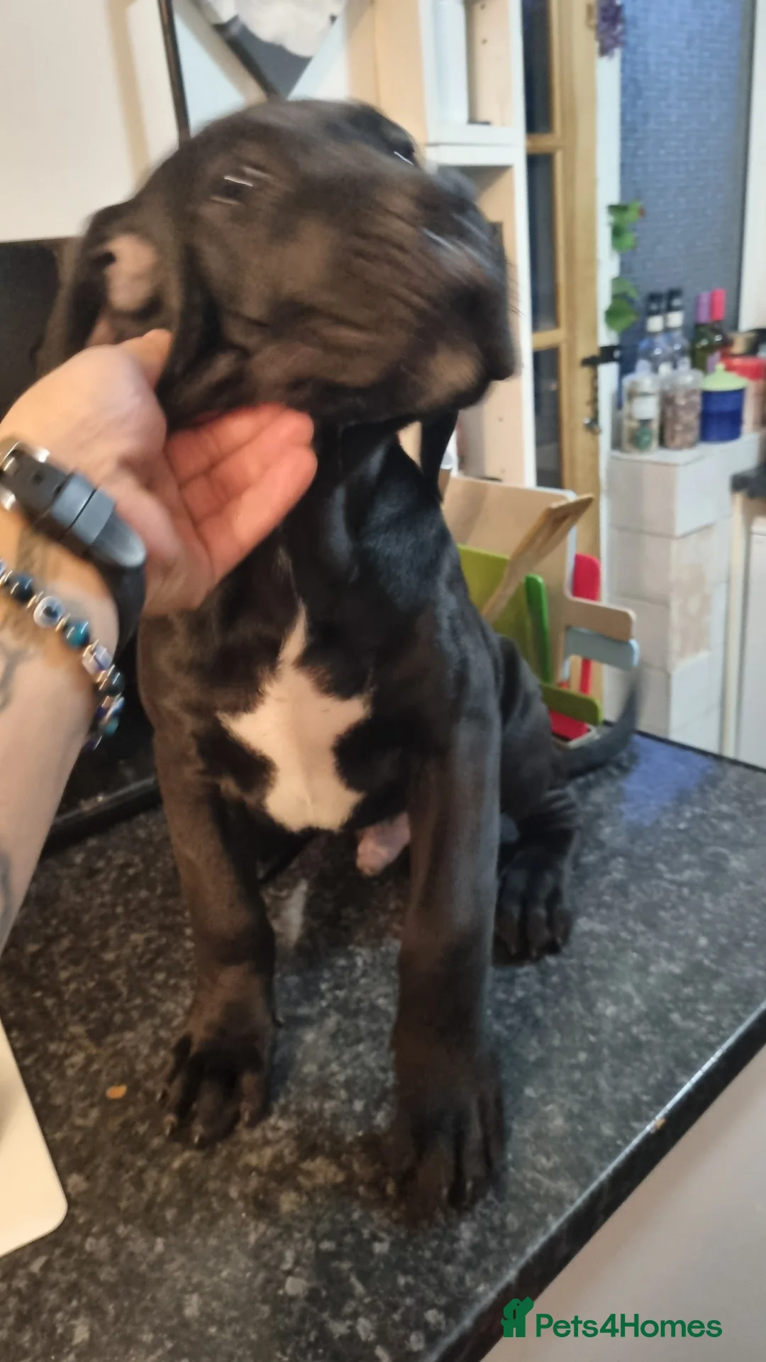 Cane Corso dogs for sale: Cane corso puppies for sale - Advert 3