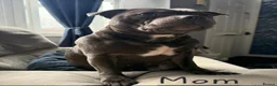 Staffordshire Bull Terrier dogs for sale: Stunning Blue Staffie Pups 🐾 - Advert 2