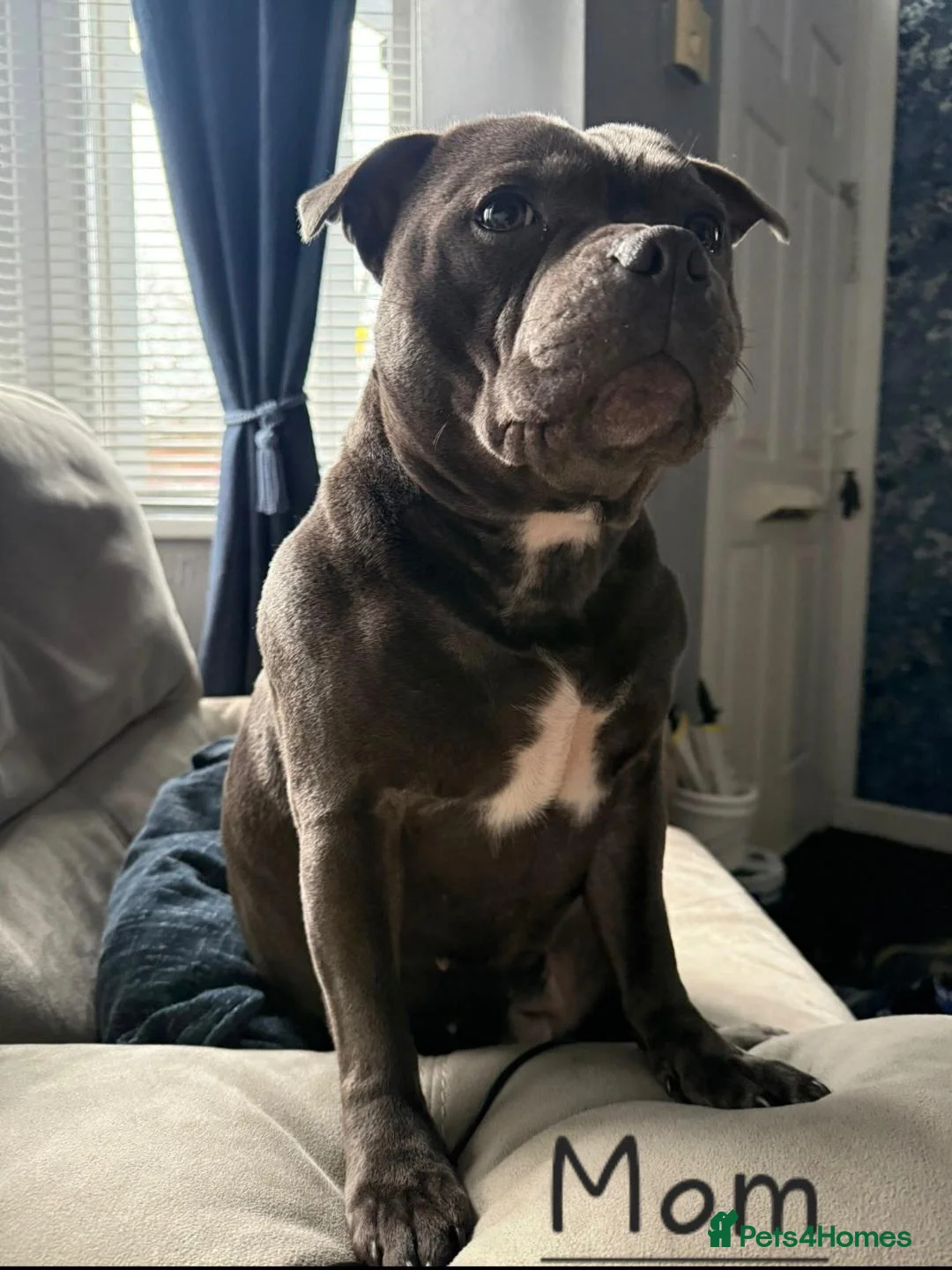 Staffordshire Bull Terrier dogs for sale: Stunning Blue Staffie Pups 🐾 - Advert 2