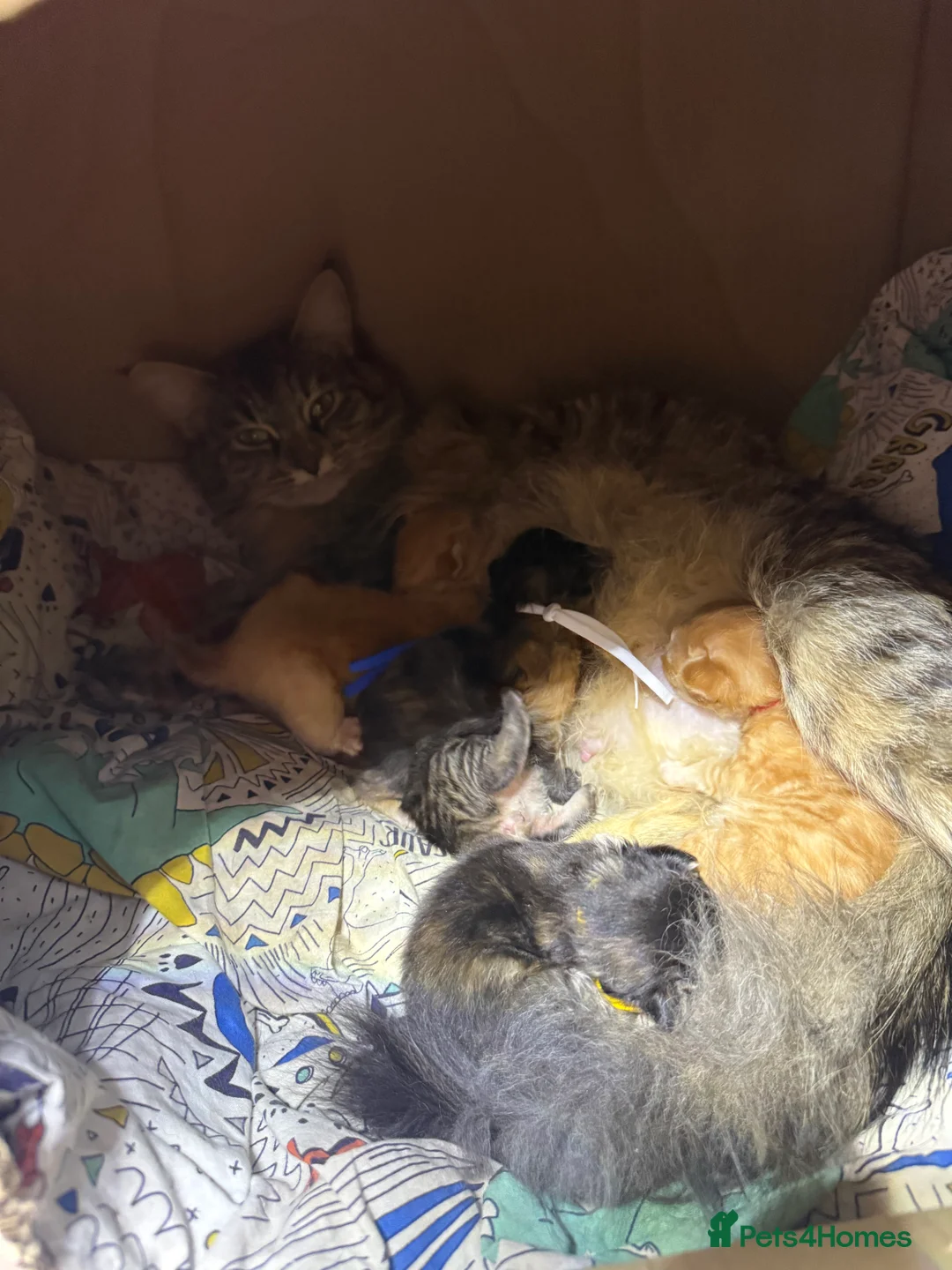 Siberian cats for sale: 6 beautiful siberian kittens  - Advert 3