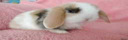 Mini Lop rabbits for sale: Baby mini lops for sale  - Advert 8
