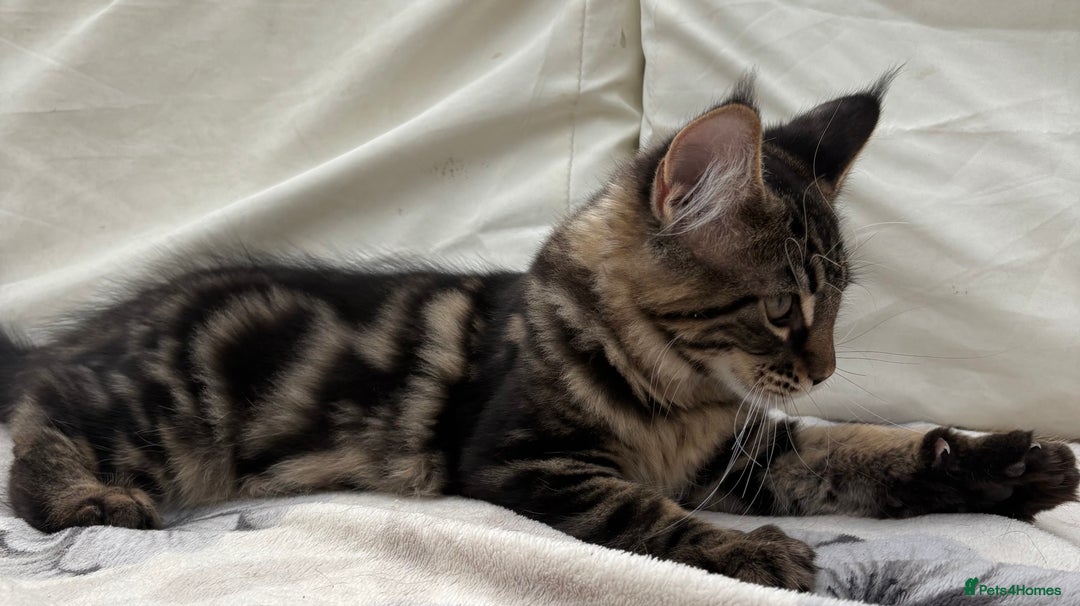 Maine Coon cats for sale: Pure blood Beautiful Maine coon kittens  - Image 7