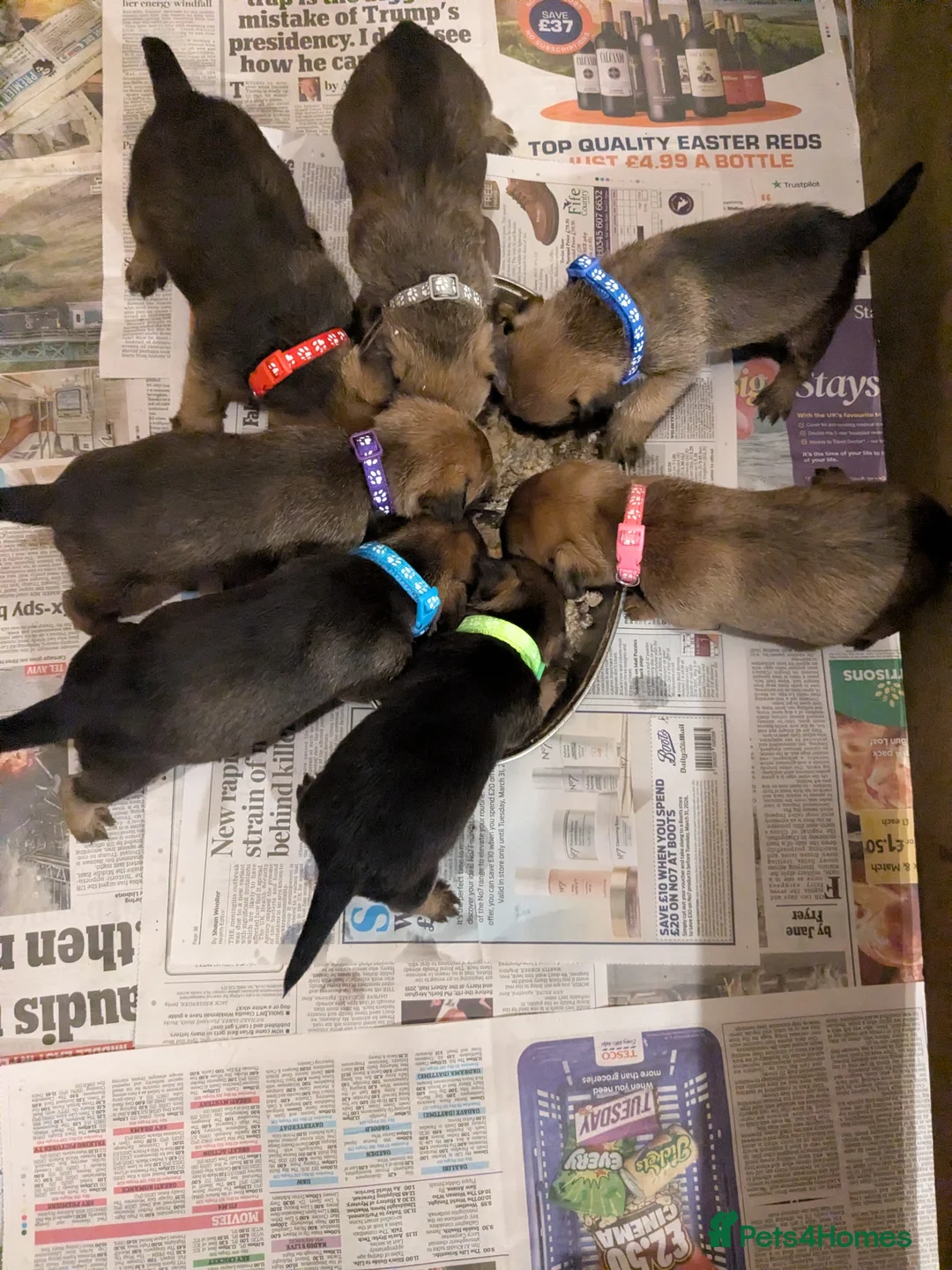 Border Terrier dogs for sale: Beautiful litter KC registered borders in Minehead - Advert 2