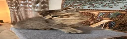 British Shorthair cats for sale: Premium British Shorthair Kittens  - Advert 11