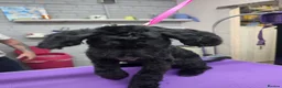 Sproodle dogs for sale: 7 month sproodle Wilson - Advert 4