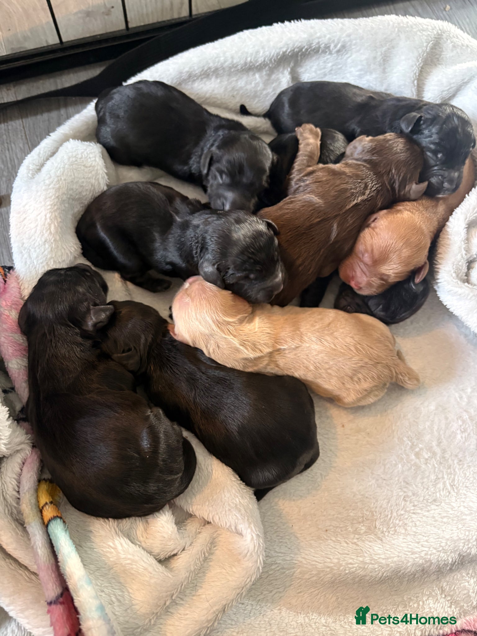 Cockapoo dogs Cockapoo puppies BORN 21/04 - Advert 16