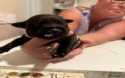 Staffordshire Bull Terrier dogs for sale: Staffordshire Bull Terrier Puppies for Sale - Advert 12