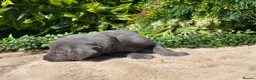 Weimaraner dogs for sale: ✨ KC Weimaraner Puppies — Champion Bloodlines ✨ - Advert 13