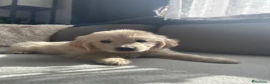 Golden Retriever 1