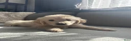 Golden Retriever dogs for sale: Golden Retriever Puppy’s  in Knottingley - Advert 2
