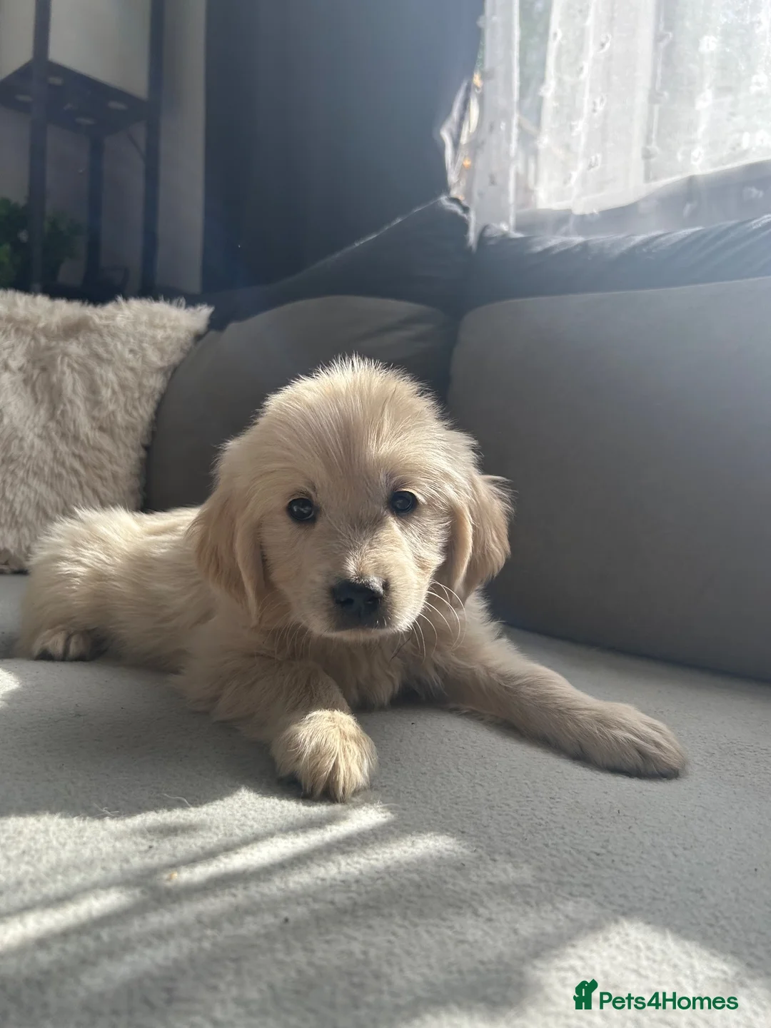 Golden Retriever dogs for sale: Golden Retriever Puppy’s  in Knottingley - Advert 2