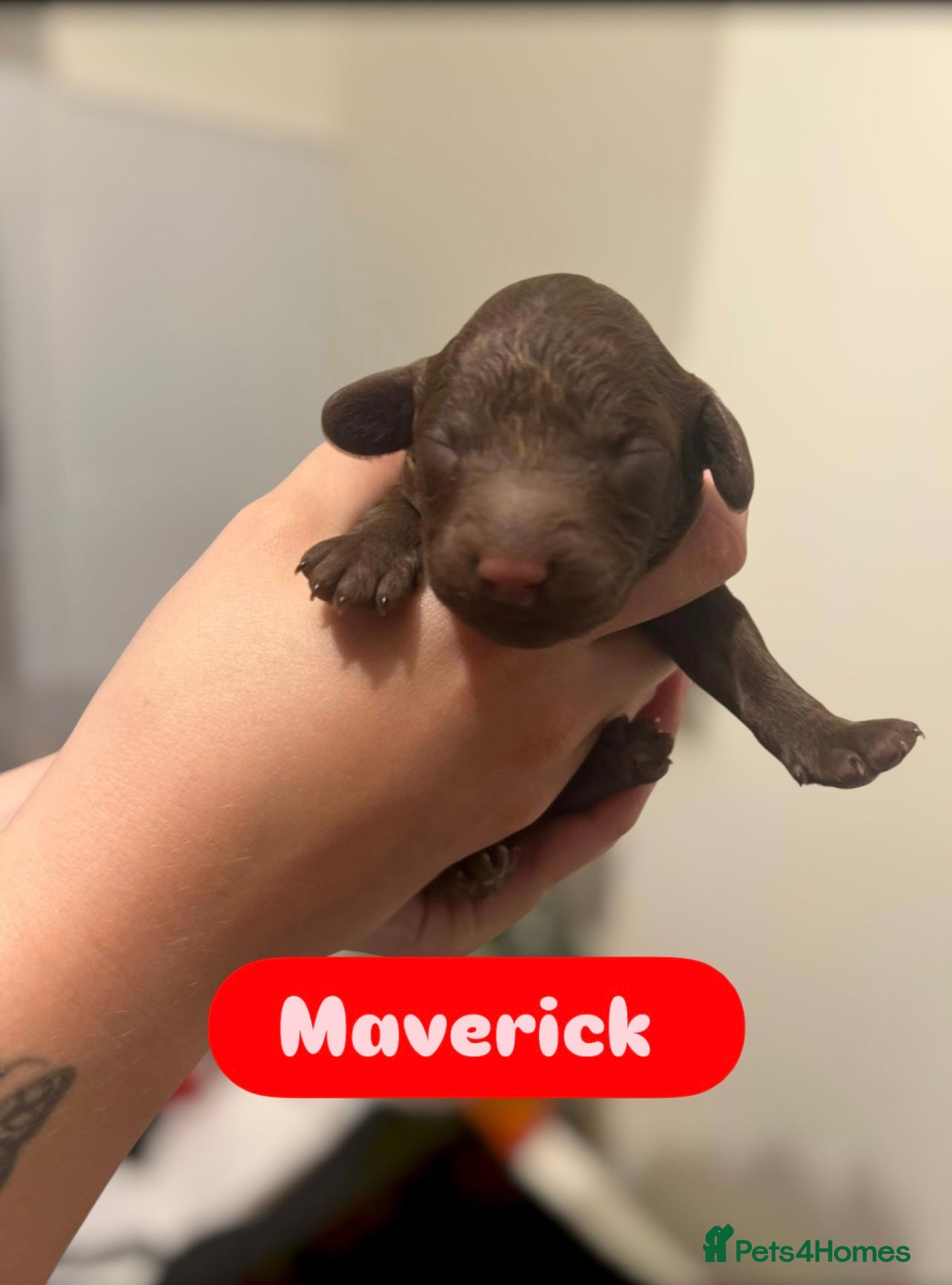 Cockapoo dogs 1 Male F1B Cockapoo Puppy Remaining 🐶🧸🤎 - Advert 16