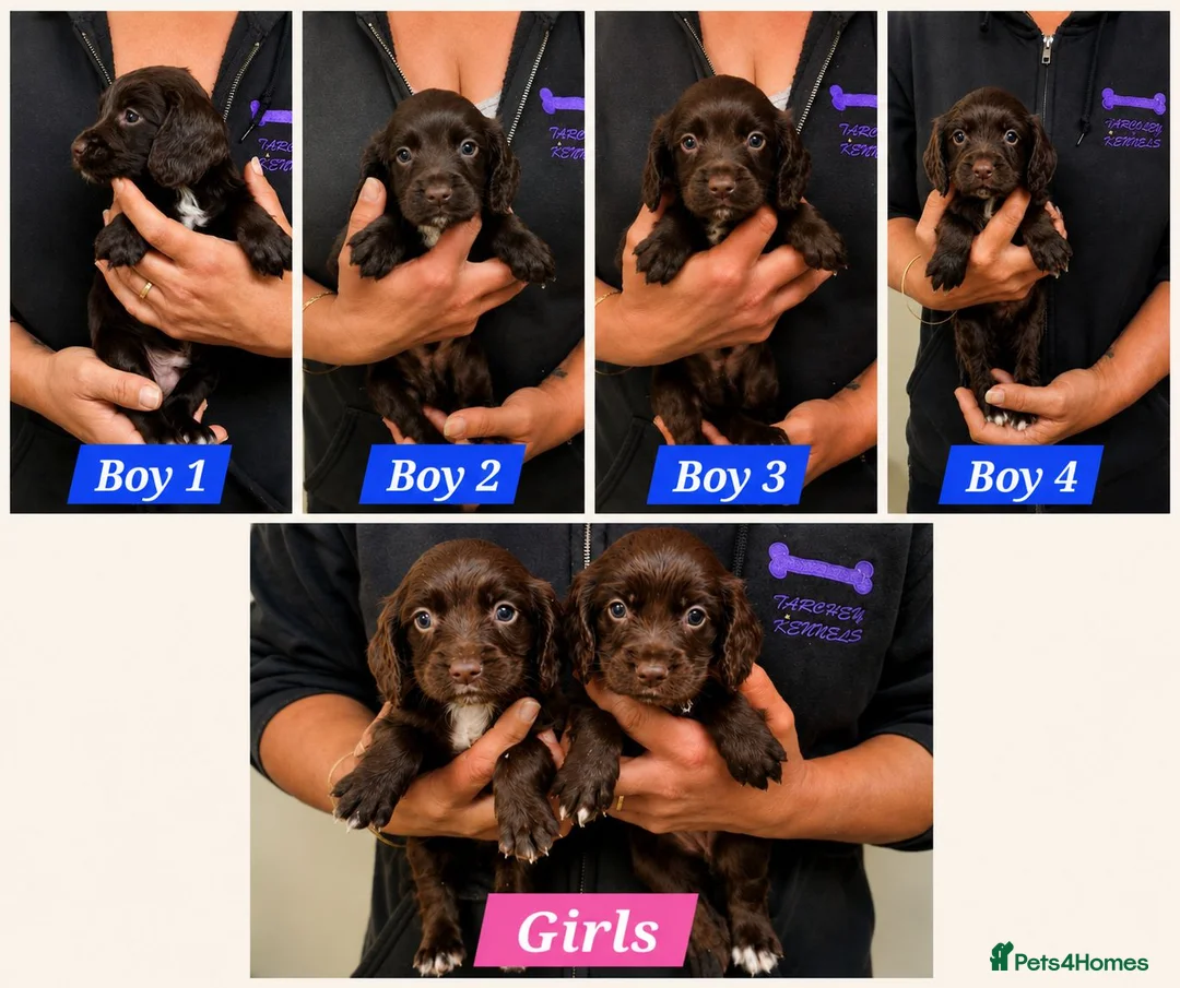 Sprocker dogs for sale: Beautiful Sprocker Spaniel Puppies - Advert 1