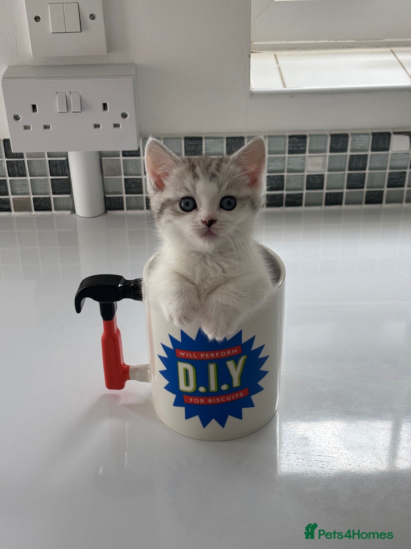 Munchkin cats ✨ **A tiny hug in a mug** ✨ - Advert 1