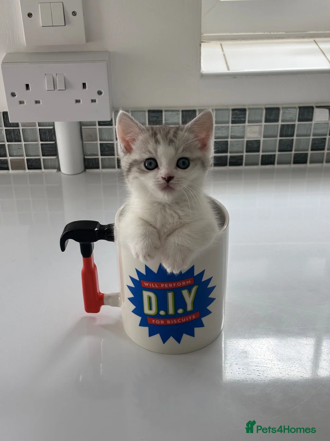 Munchkin cats for sale: ✨ **A tiny hug in a mug** ✨ - Advert 1