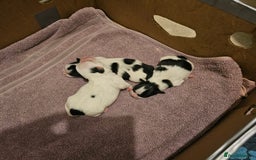 Mi-Ki dogs for sale: Mi-ki beautiful puppies arrived  - Image 17
