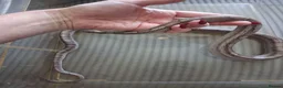 Corn Snake reptiles for sale: Various corn snakes for sale, Snow Tessera & more - Advert 19
