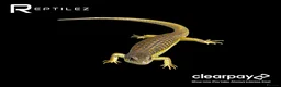 Skink reptiles for sale: SKINK BABIES - Advert 4