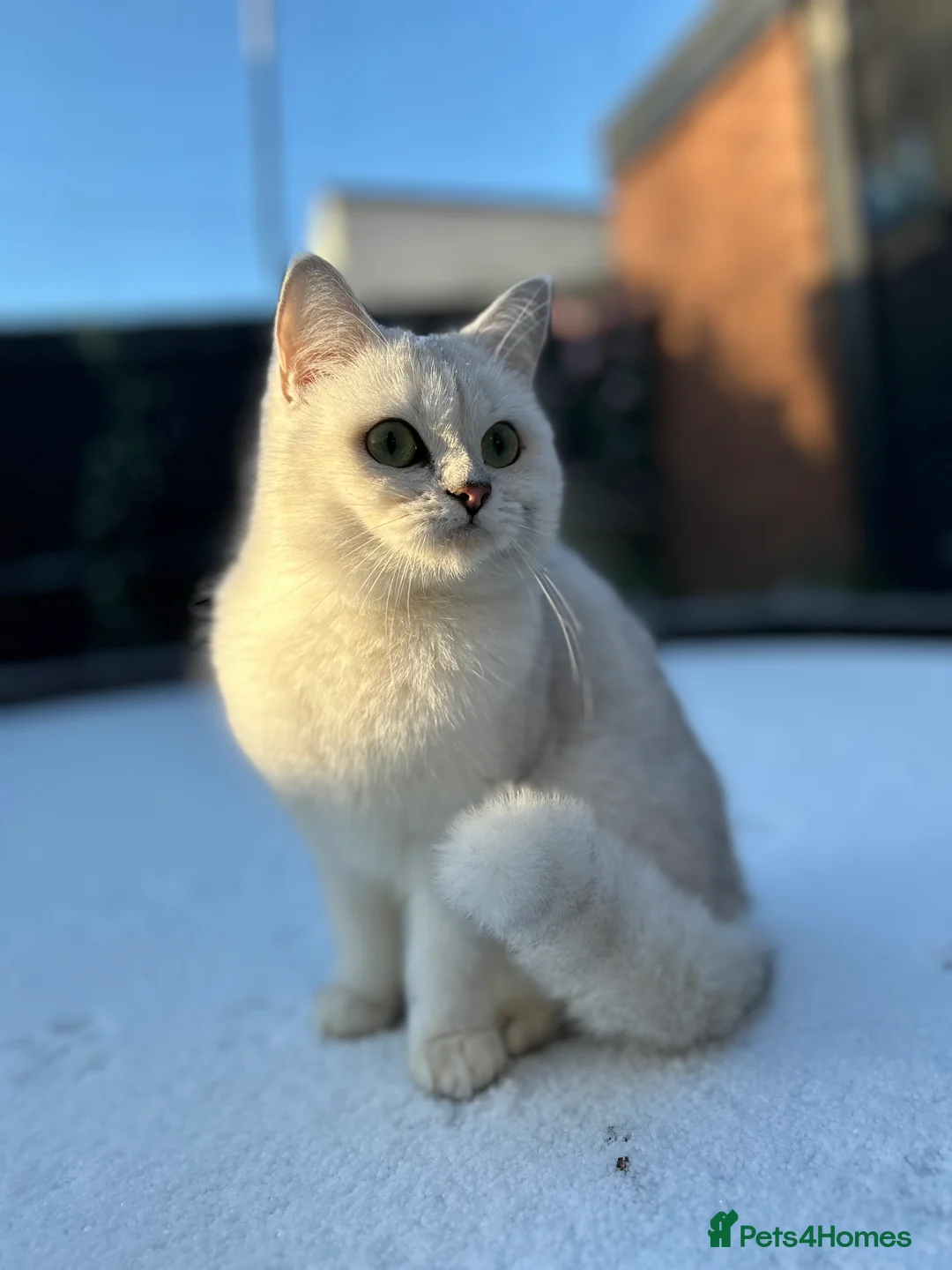 British Shorthair cats for sale: Champion Line GCCF Reg. Chinchilla British SHair - Advert 2