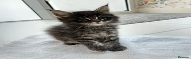 Maine Coon Kitten 3