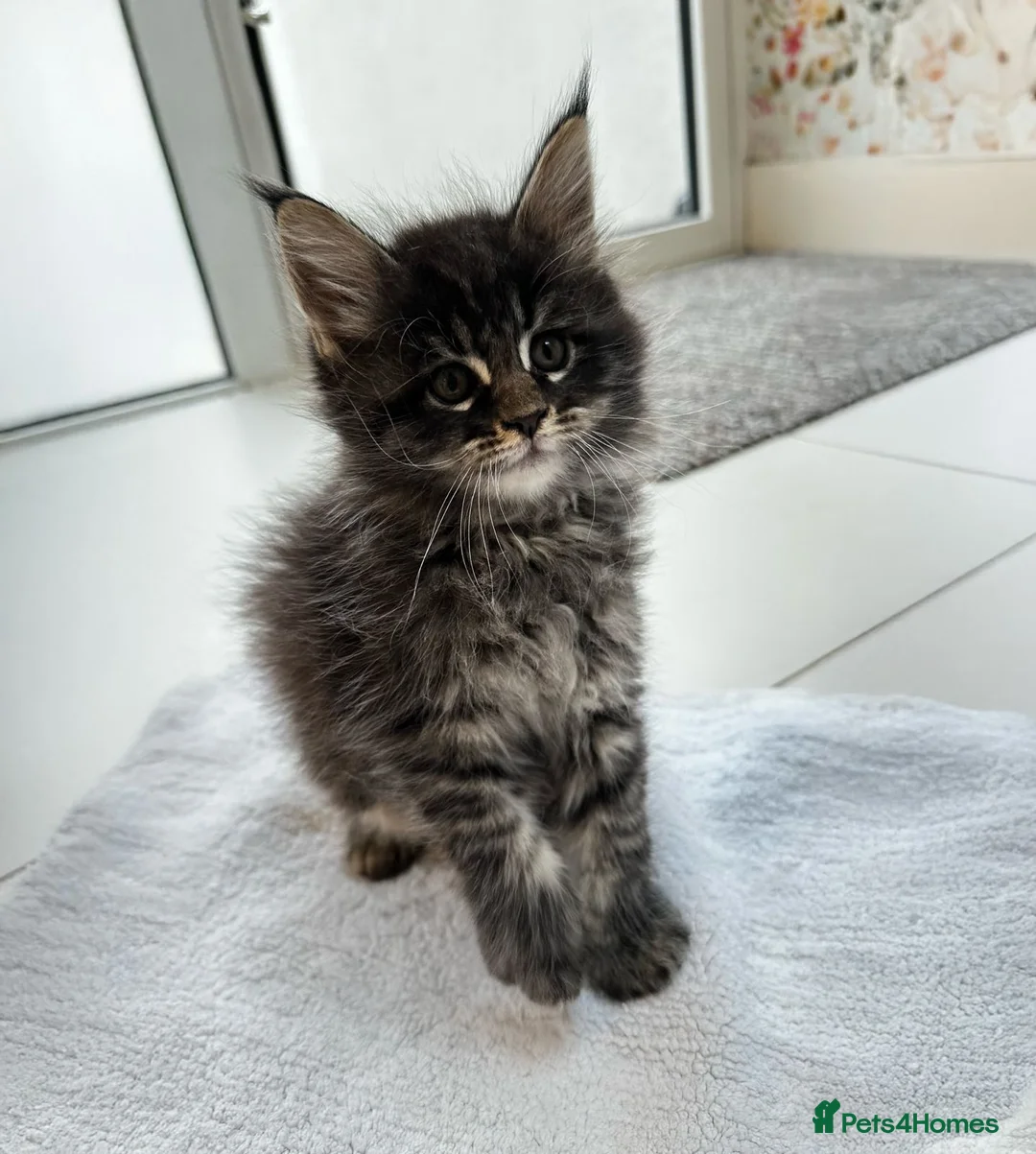 Maine Coon cats for sale: TICA Registered Pure Pedigree Main Coon Kittens  in London - Advert 6