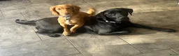 Cockapoo dogs for sale: 🐾 6-Month-Old Female Cockapoo in Swansea - Advert 3