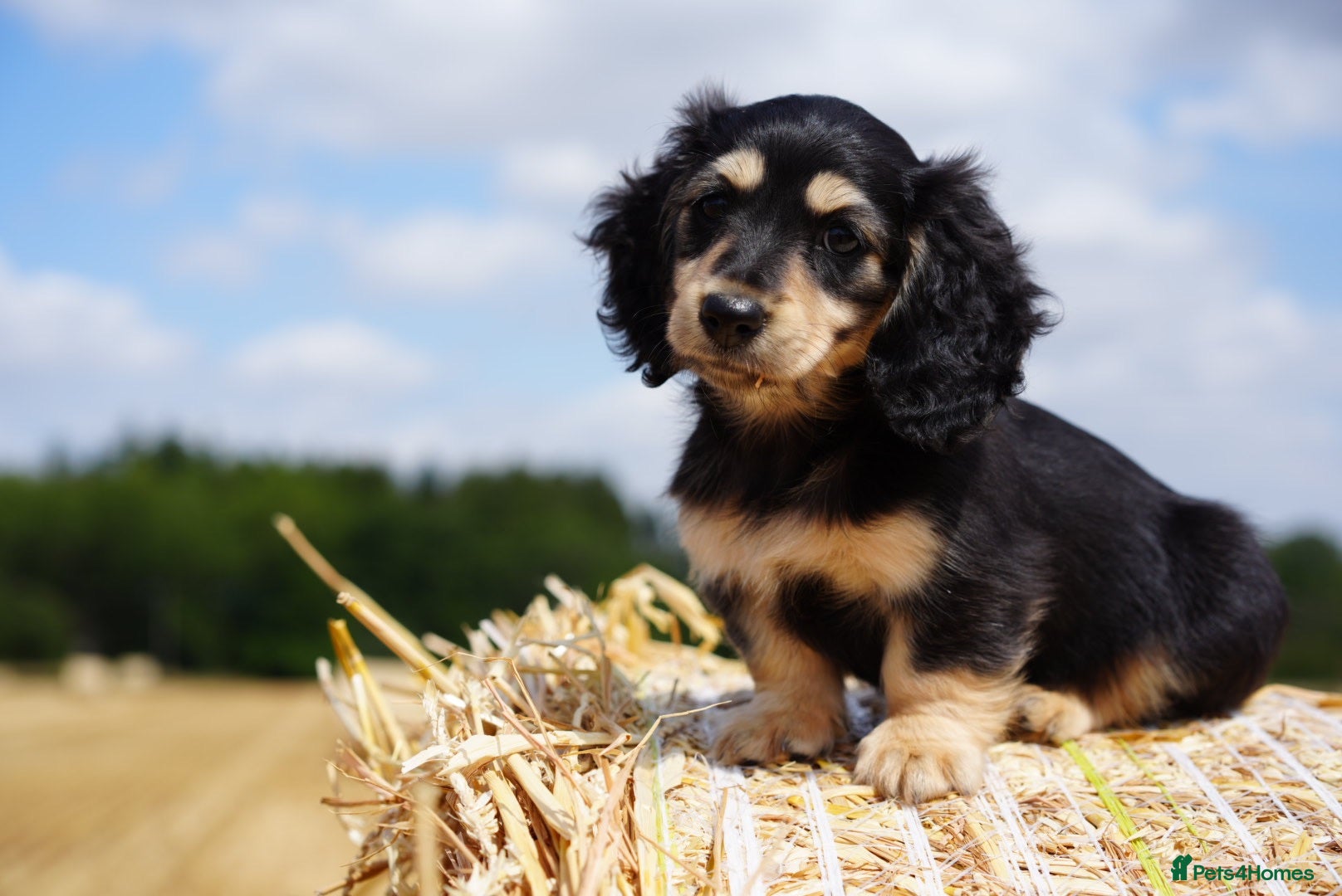 Miniature Dachshund dogs Ready to view now & available to leave next week  - Advert 1