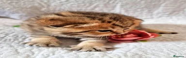 British Shorthair Kitten 1