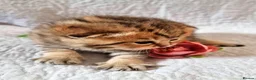 British Shorthair cats for sale: 💖GOLDEN, TABBY, COLOURPOINT BSH KITTENS💖 - Advert 4