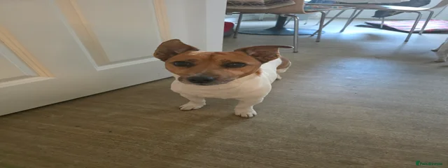 Teddy