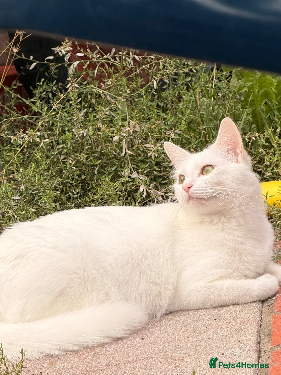 Turkish Angora cats for sale: 5 kittens for sale  - Advert 1