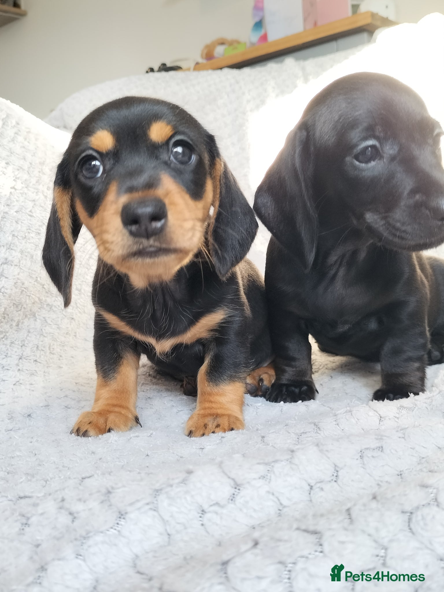 Miniature Dachshund dogs Beautiful miniature dachshunds 😊 - Advert 4