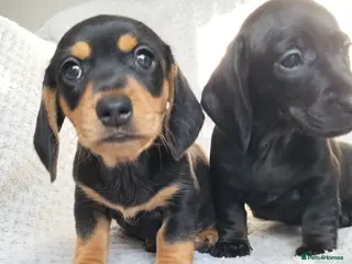 Miniature Dachshund dogs Beautiful miniature dachshunds 😊 - Advert 4