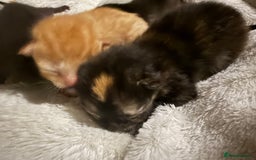 Mixed Breed cats for sale: Kittens for sale - Image 7
