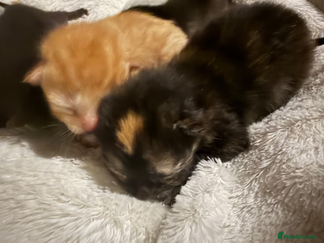 Mixed Breed cats for sale: Kittens for sale - Image 7