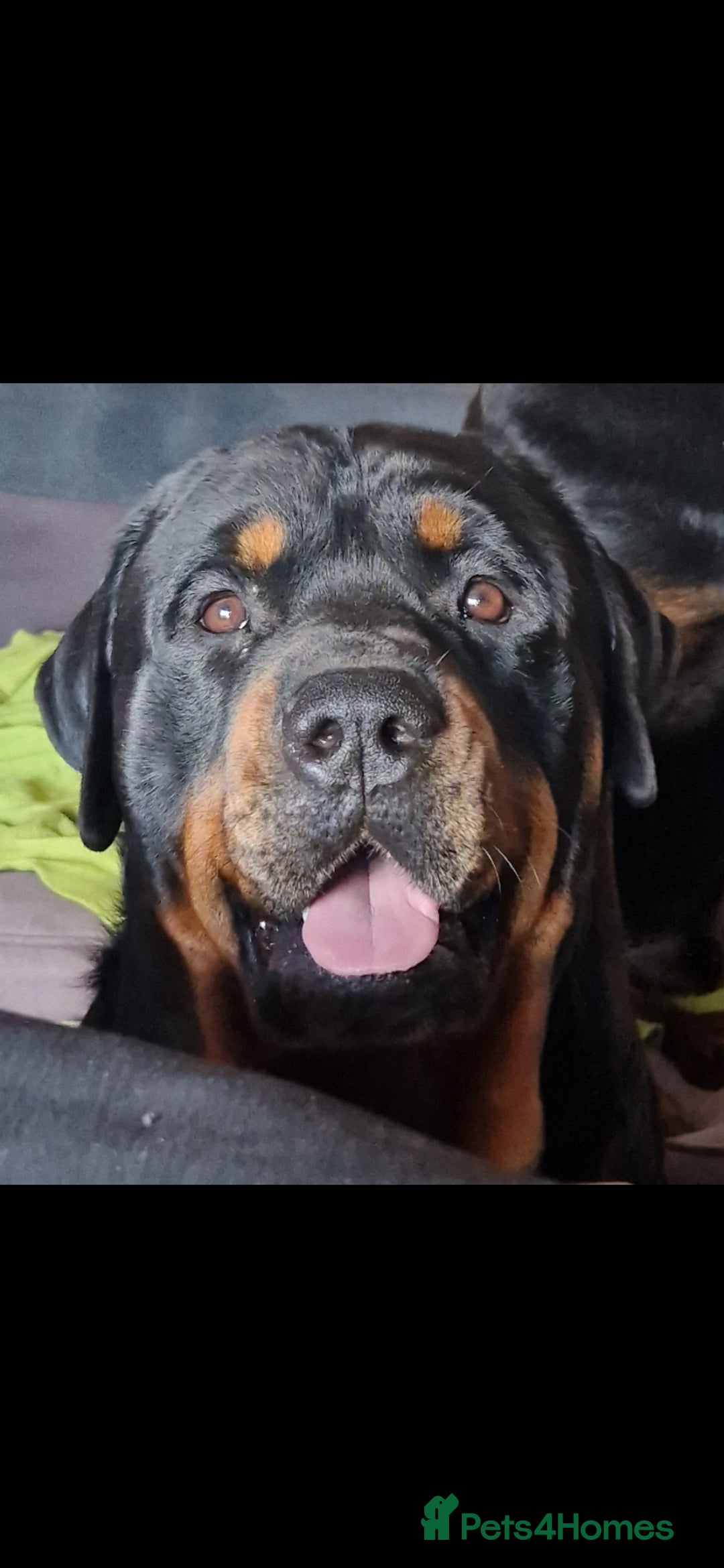 Rottweiler dogs Stunning Rottweiler for Stud - Advert 5