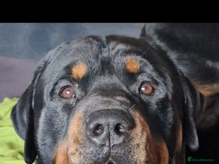 Rottweiler dogs Stunning Rottweiler for Stud - Advert 5