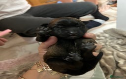 Belgian Shepherd Dog dogs for sale: Belgian Malinois puppies  - Image 3