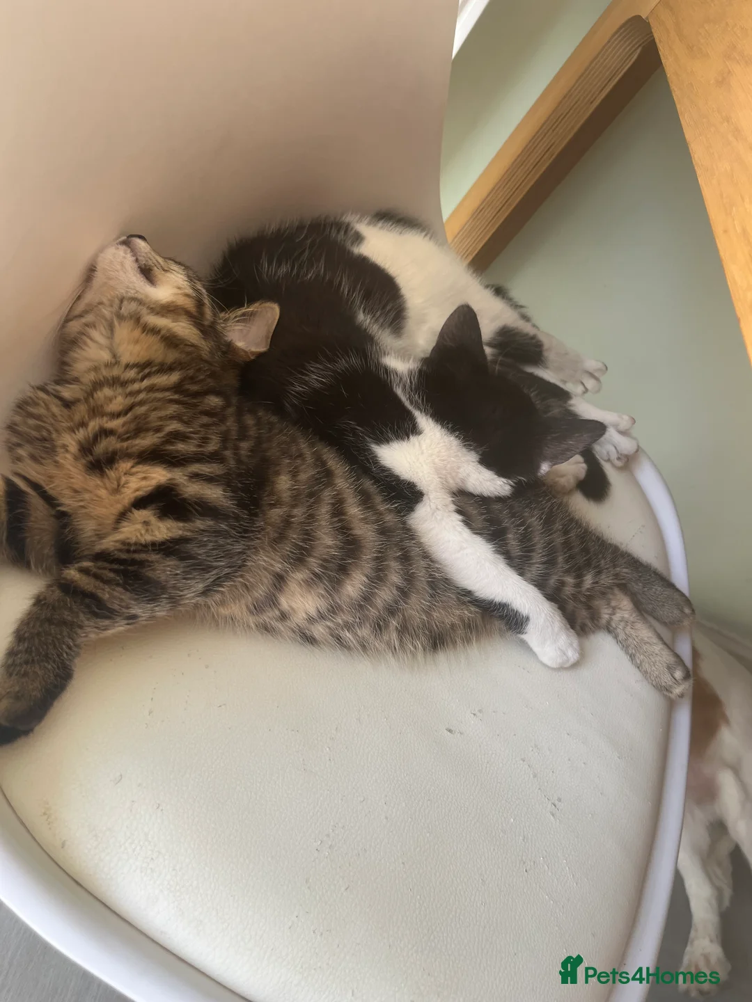 Mixed Breed cats for sale: Lottie - Advert 2