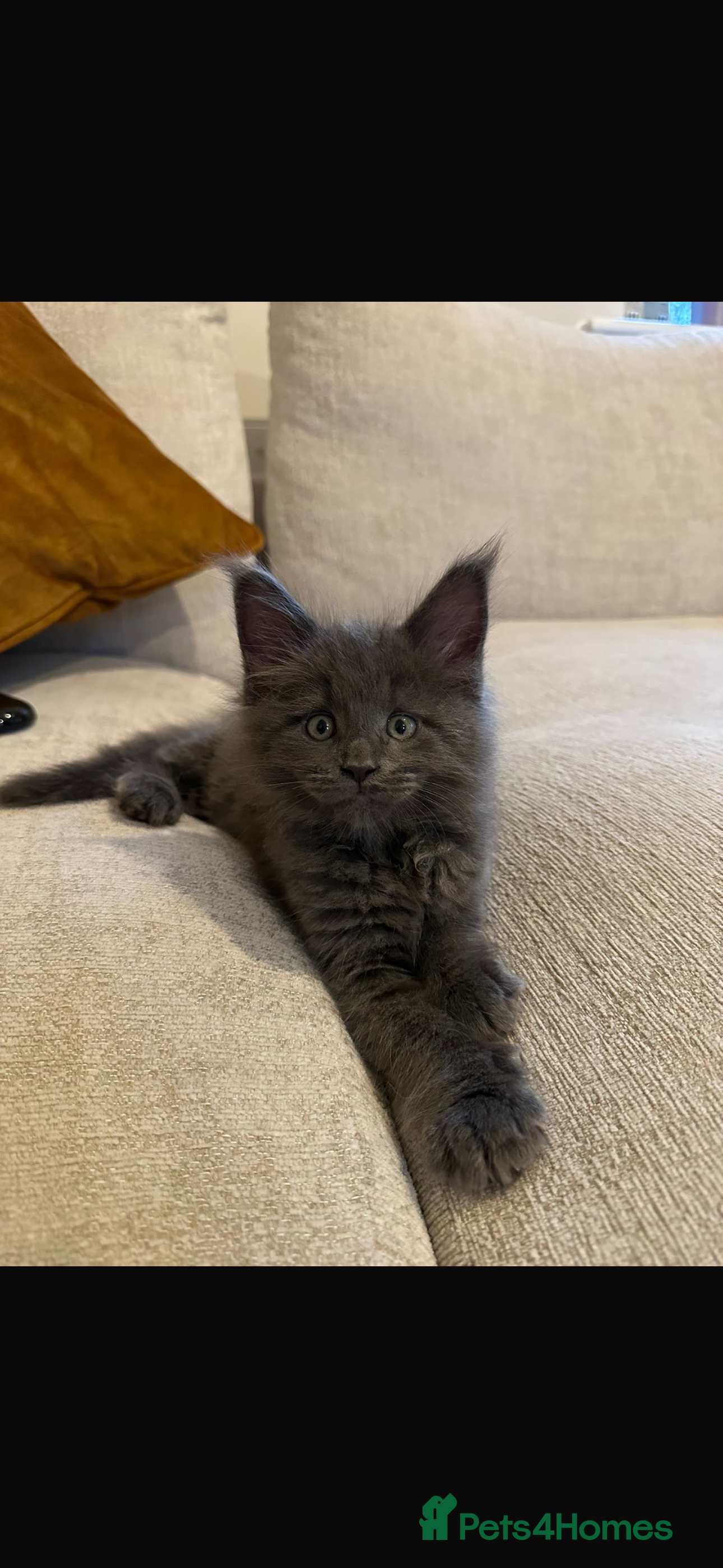 Maine Coon cats GCCF/Russian Champions BLUE SMOKE Kitten - Advert 1