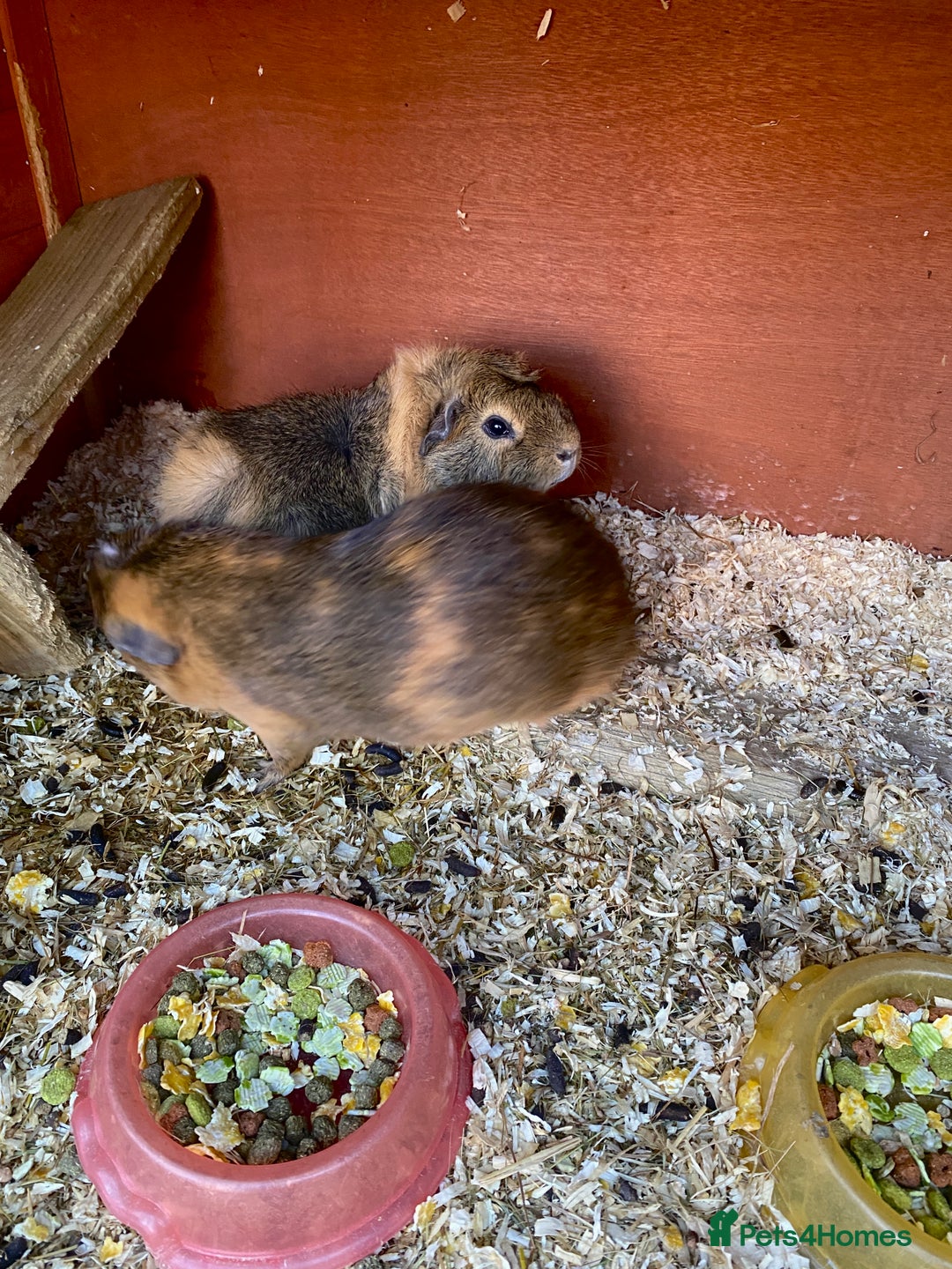 English rabbits for sale: Male guinea pigs 2and half years old - Advert 1
